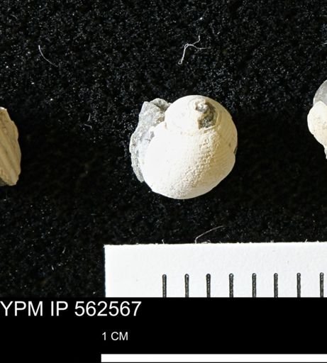 undet. Gastropoda