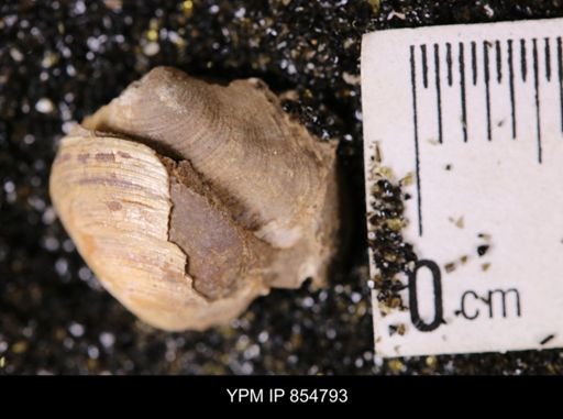 Limopsis striatopunctatus