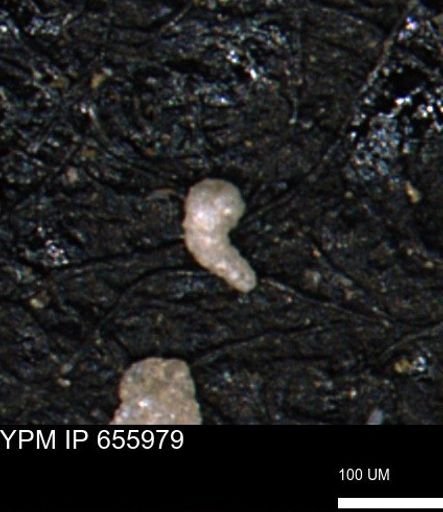 Verneuilinoides kansasensis