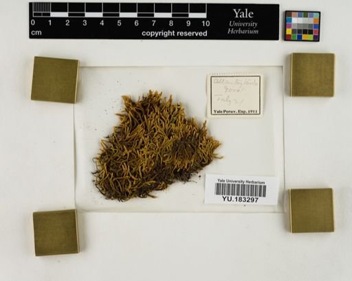 Plantae