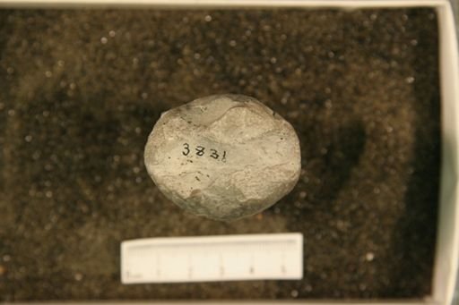 Ephippiorthoceras plicatulum