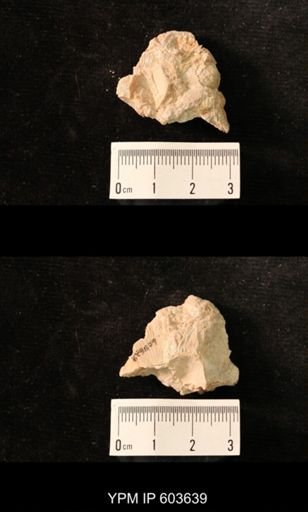 Productus cf. redesdalensis