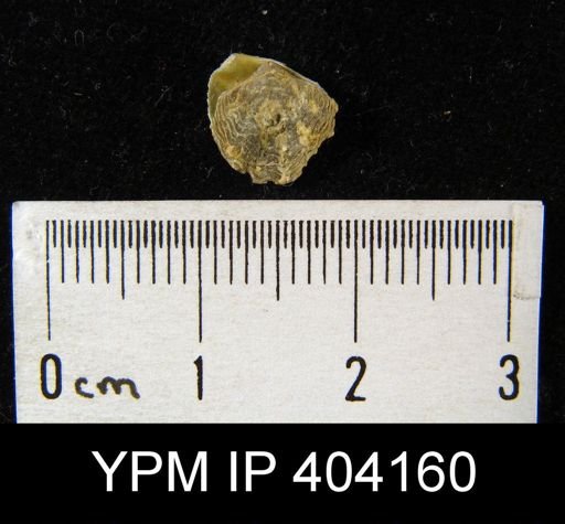 Atrypina imbricata