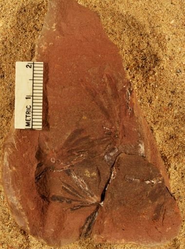 Annularia