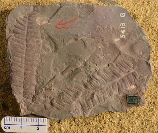 Pecopteris affinis