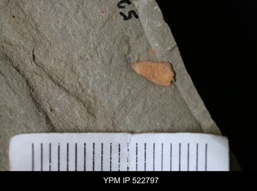 Chelicerata