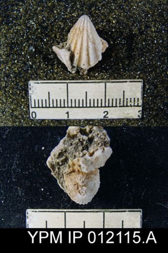 Hustedia meekana