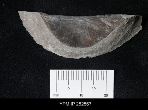 undet. Pterygotidae