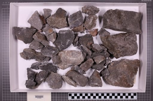 mixed taxa, stratigraphic collection