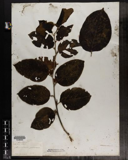 Dalbergia