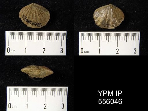 undet. Atrypida