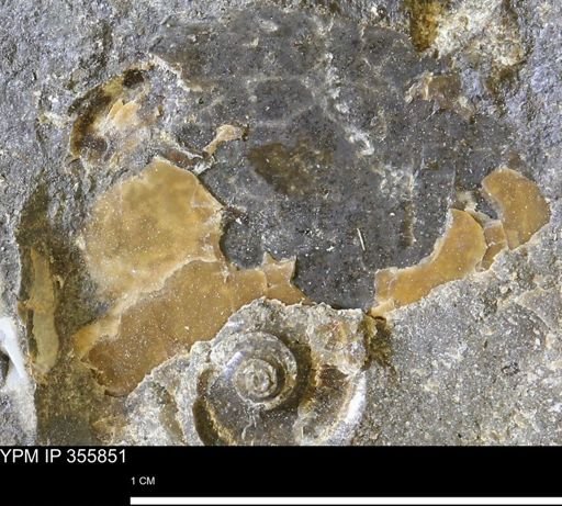 undet. Mollusca