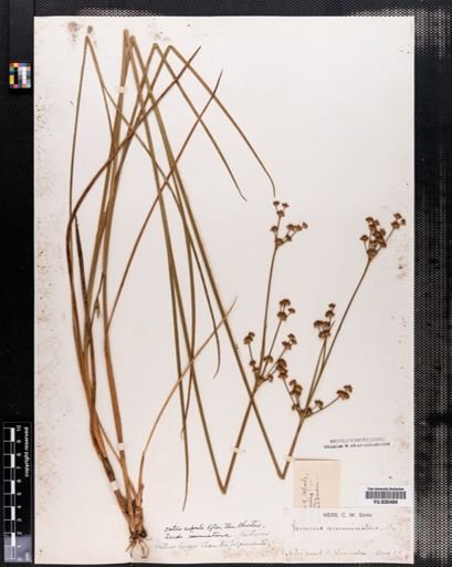 Juncus acuminatus