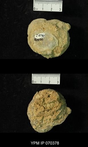 Heliolites nucella
