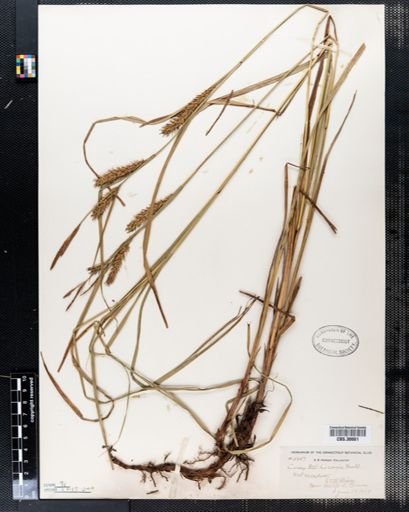 Carex trichocarpa