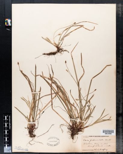 Carex pedunculata