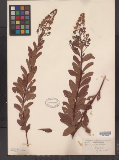 Spiraea latifolia