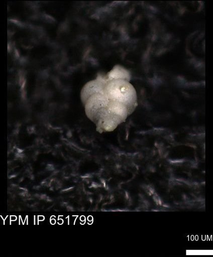 undet. Heterohelicidae