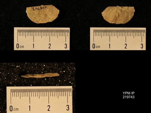 Chonetes granulifer