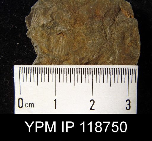 Anoplotheca hemispherica