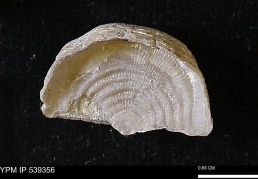 Leptaena rhomboidalis