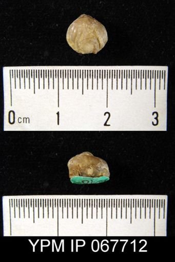 Uncinulus sp.