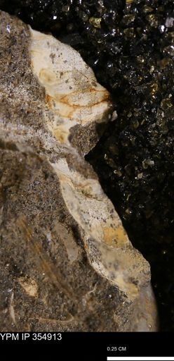 Ammonoidea?