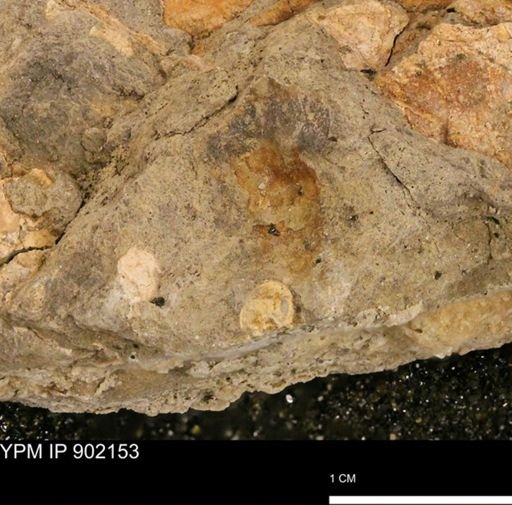 undet. Mollusca