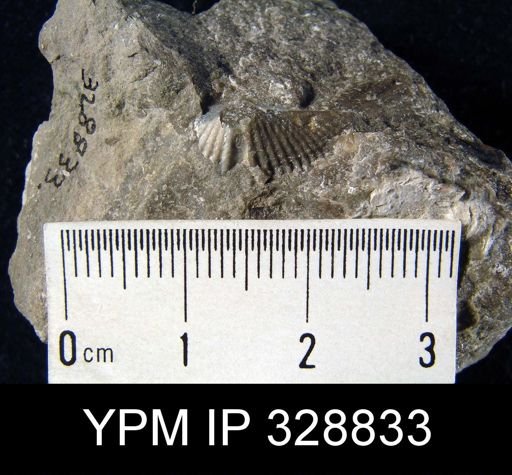 Mucrospirifer sp.