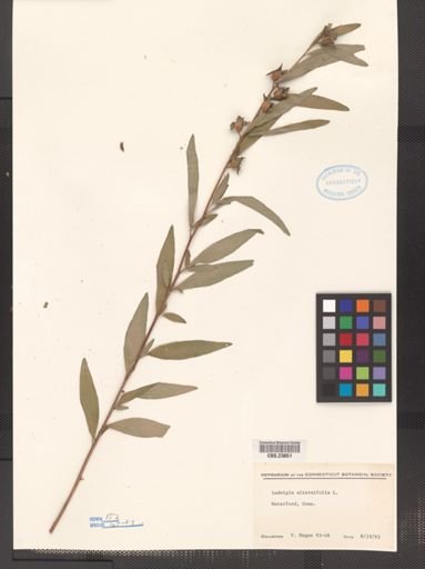 Ludwigia alternifolia