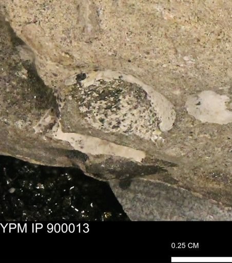 undet. Mollusca