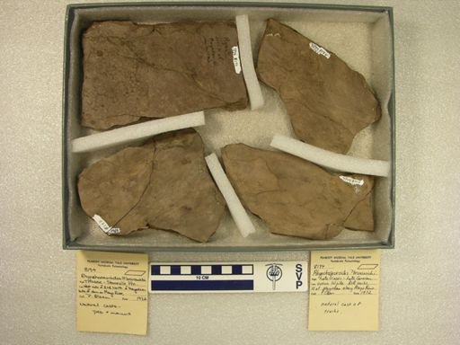 Rhynchosauroides brunswickii
