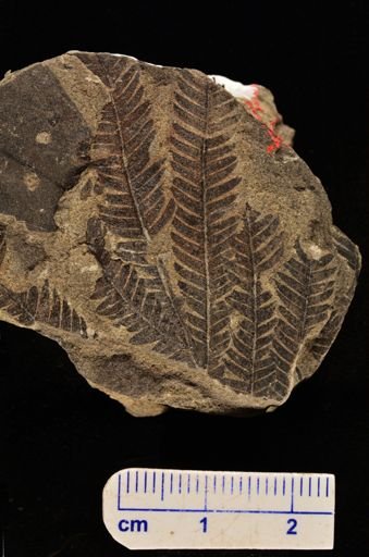 Calcaropteris boeselii