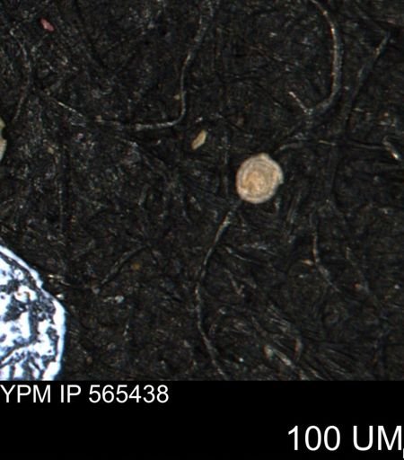 Spirolocammina planula