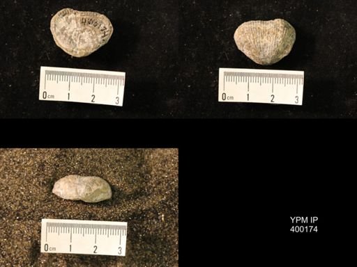 Marginifera lasallensis