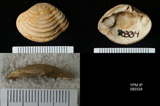 Lirodiscus tellinoides