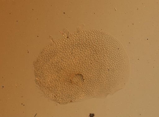 Lagisca impatiens