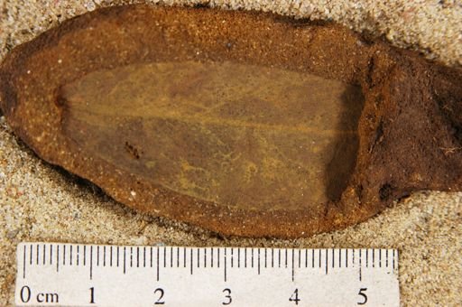 Angiospermopsida