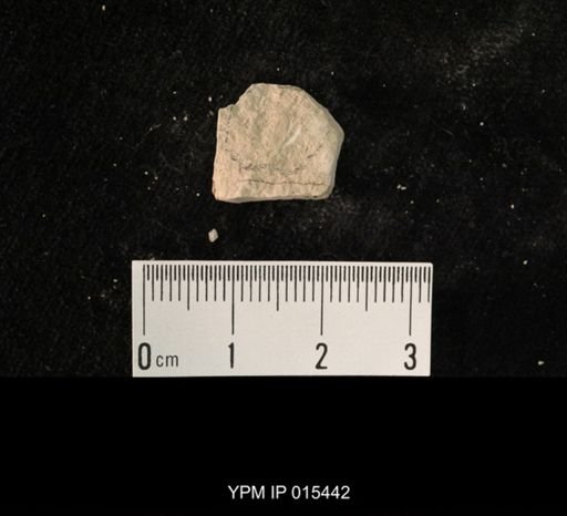 undet. Hexapoda