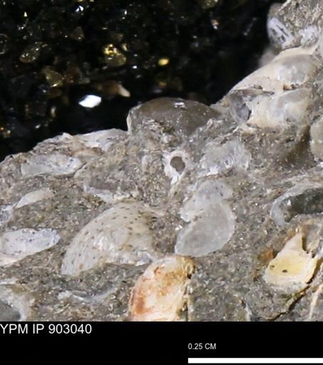 undet. Bivalvia