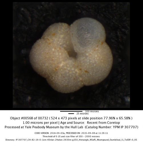 Neogloboquadrina dutertrei