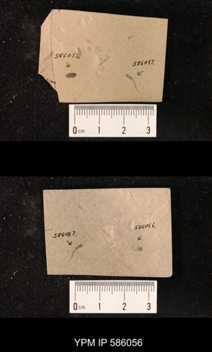 undet. Coleoptera