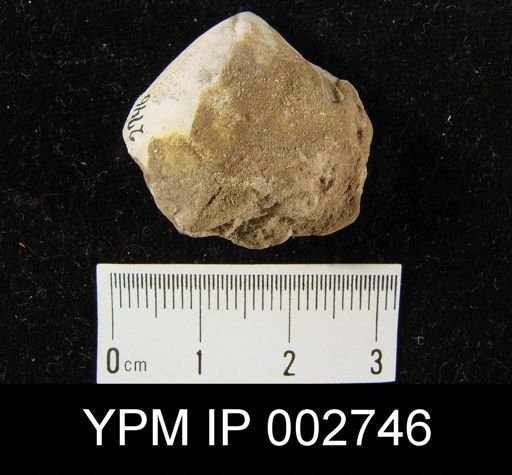 Spirifer sp.