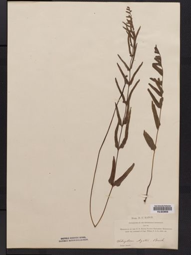 Schizoloma