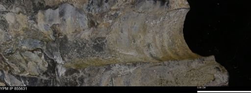 undet. Teredinidae