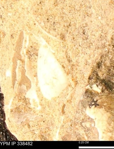 Protocardia subquadrata