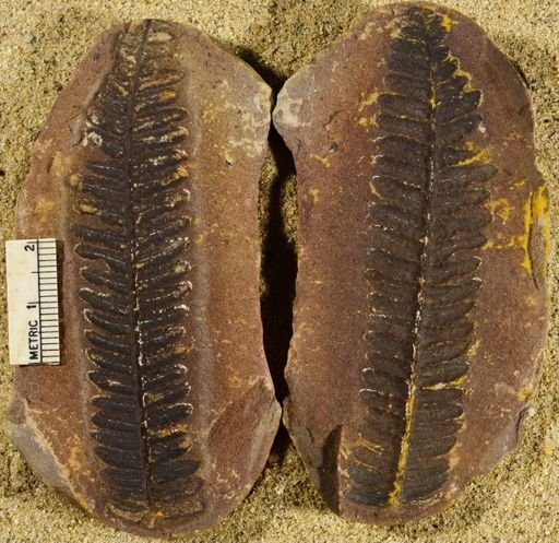 Pecopteris sp.