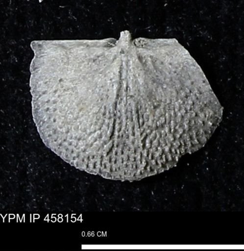 Chonetes mucronatus