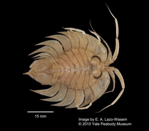Serolidae