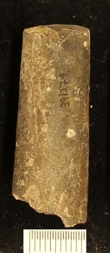 Baculites